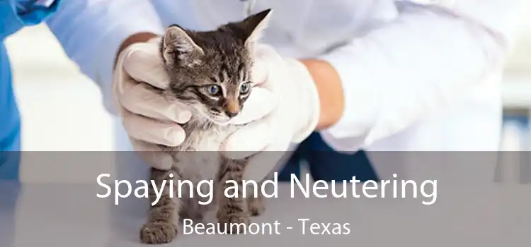 Spaying and Neutering Beaumont - Texas