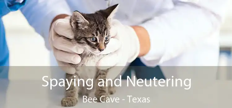 Spaying and Neutering Bee Cave - Texas