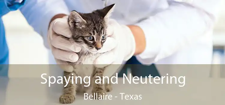 Spaying and Neutering Bellaire - Texas