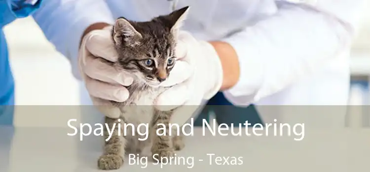 Spaying and Neutering Big Spring - Texas