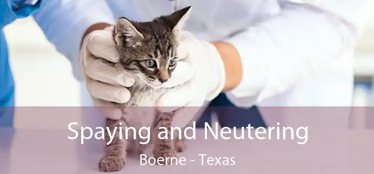 Spaying and Neutering Boerne - Texas