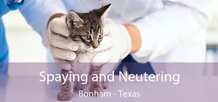 Spaying and Neutering Bonham - Texas