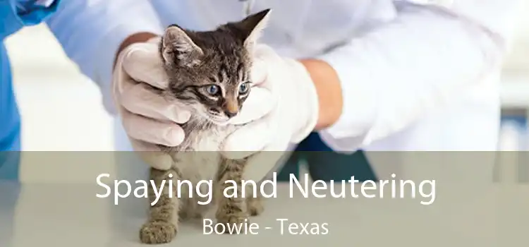 Spaying and Neutering Bowie - Texas