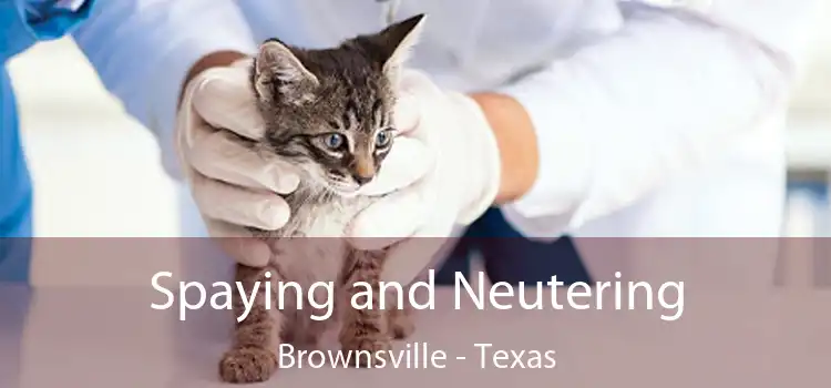 Spaying and Neutering Brownsville - Texas