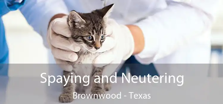 Spaying and Neutering Brownwood - Texas