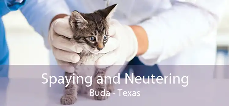 Spaying and Neutering Buda - Texas