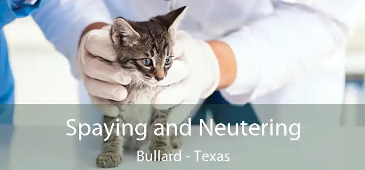 Spaying and Neutering Bullard - Texas