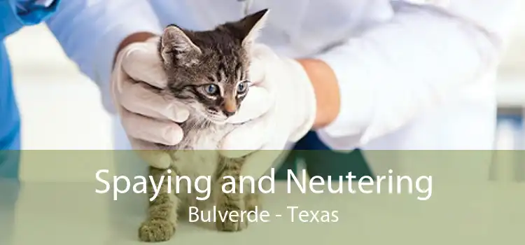 Spaying and Neutering Bulverde - Texas