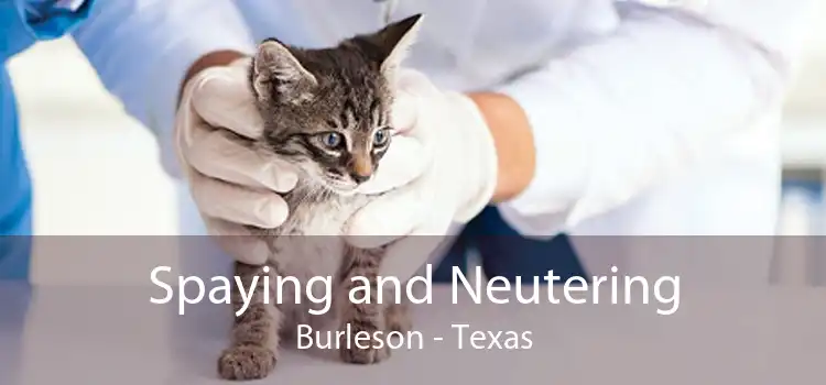 Spaying and Neutering Burleson - Texas