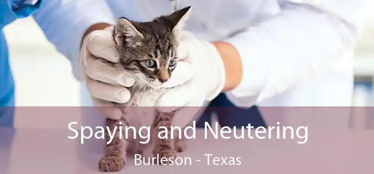 Spaying and Neutering Burleson - Texas