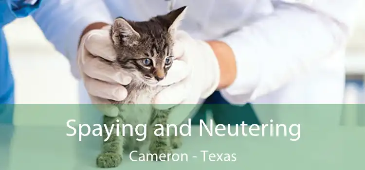 Spaying and Neutering Cameron - Texas