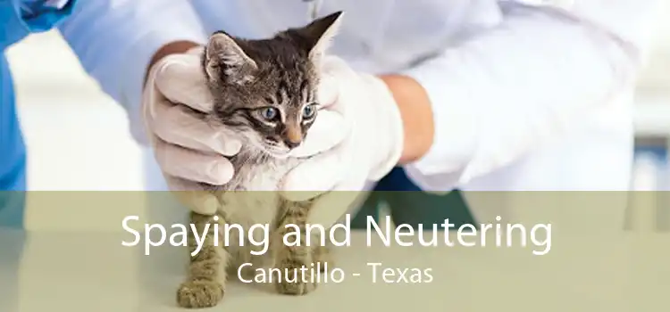 Spaying and Neutering Canutillo - Texas