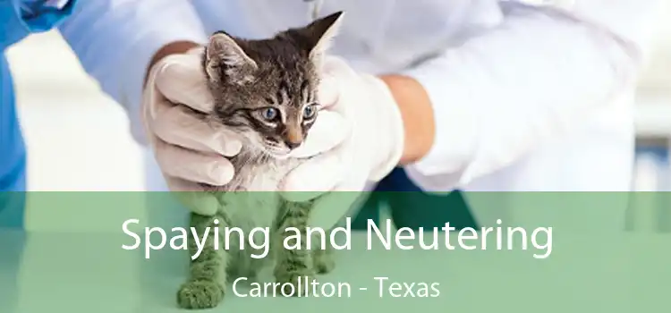 Spaying and Neutering Carrollton - Texas