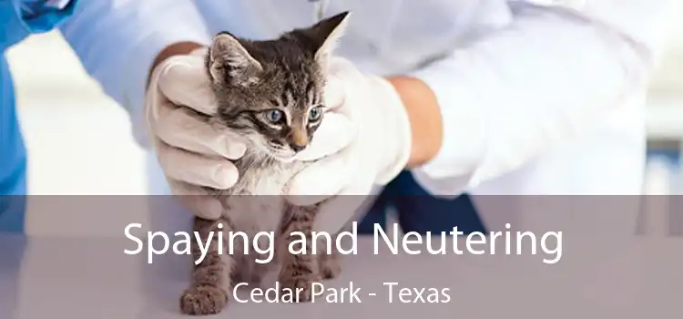 Spaying and Neutering Cedar Park - Texas