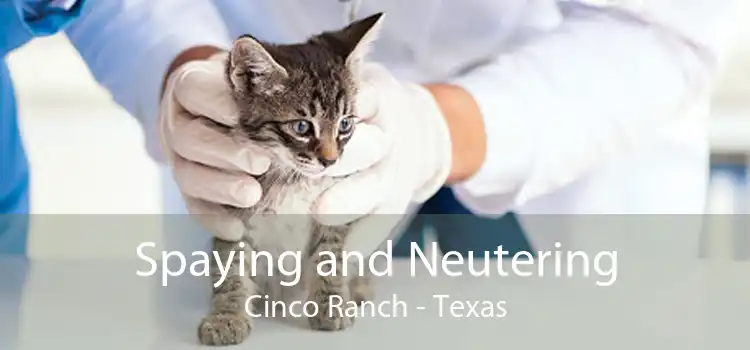 Spaying and Neutering Cinco Ranch - Texas