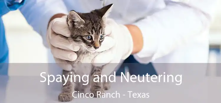 Spaying and Neutering Cinco Ranch - Texas