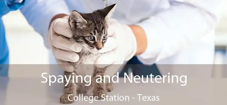 Spaying and Neutering College Station - Texas