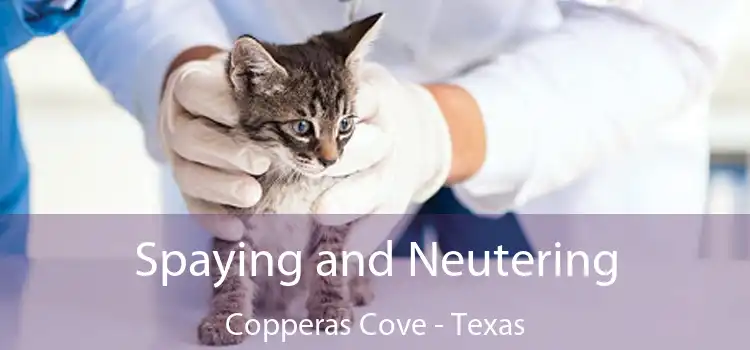 Spaying and Neutering Copperas Cove - Texas