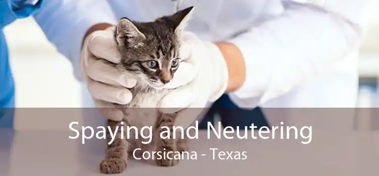 Spaying and Neutering Corsicana - Texas