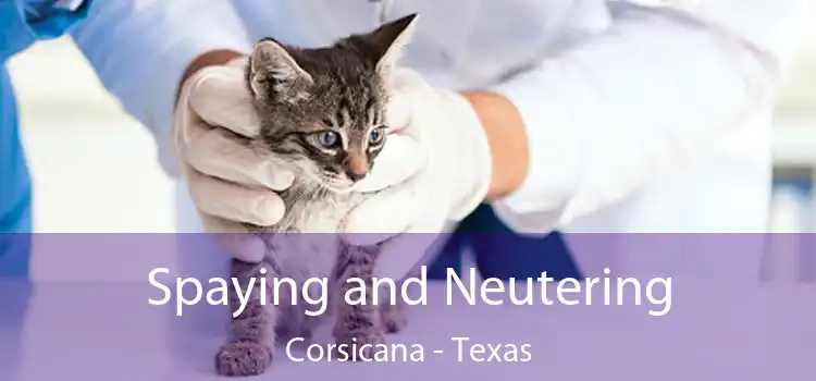 Spaying and Neutering Corsicana - Texas