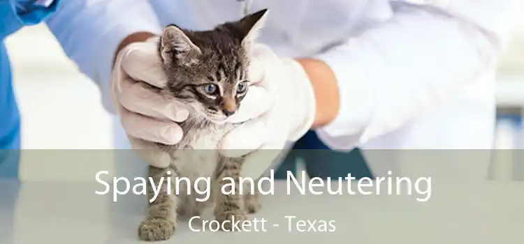 Spaying and Neutering Crockett - Texas