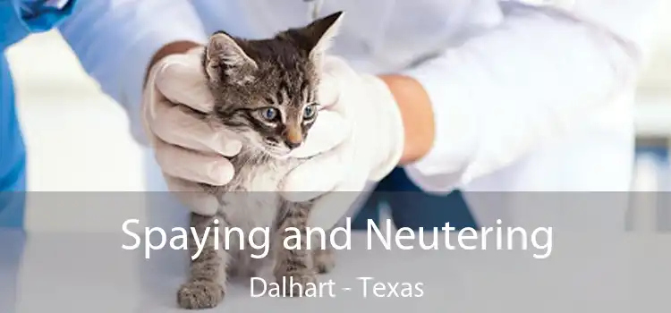 Spaying and Neutering Dalhart - Texas