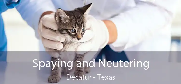 Spaying and Neutering Decatur - Texas