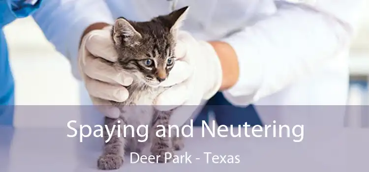 Spaying and Neutering Deer Park - Texas