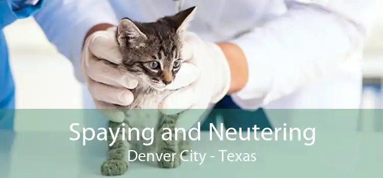 Spaying and Neutering Denver City - Texas