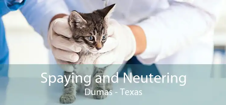 Spaying and Neutering Dumas - Texas