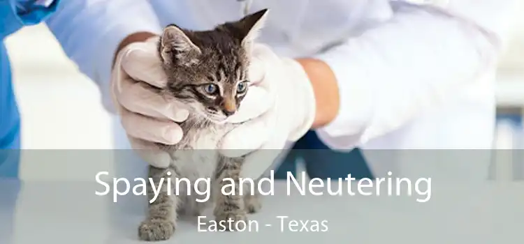 Spaying and Neutering Easton - Texas