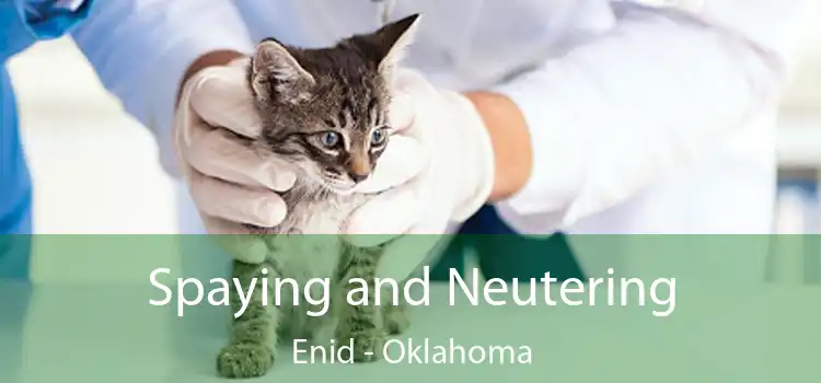 Spaying and Neutering Enid - Oklahoma