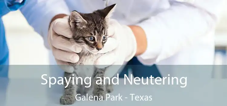 Spaying and Neutering Galena Park - Texas