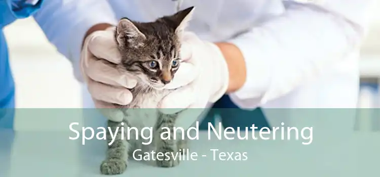 Spaying and Neutering Gatesville - Texas