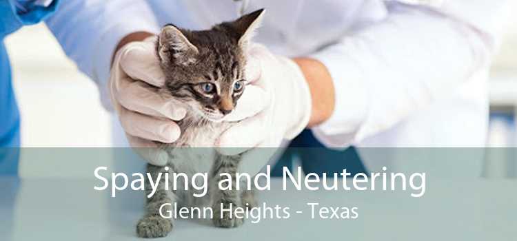 Spaying and Neutering Glenn Heights - Texas