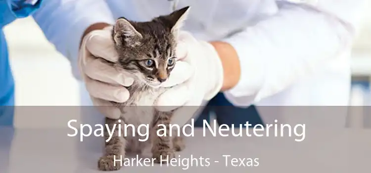 Spaying and Neutering Harker Heights - Texas