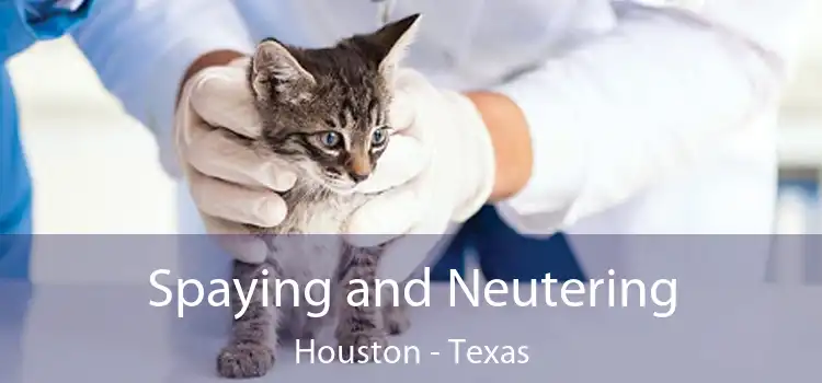 Spaying and Neutering Houston - Texas