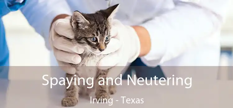 Spaying and Neutering Irving - Texas