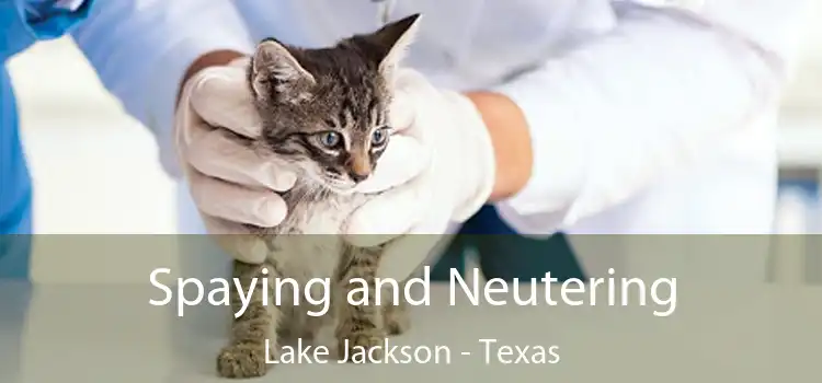 Spaying and Neutering Lake Jackson - Texas