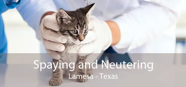 Spaying and Neutering Lamesa - Texas