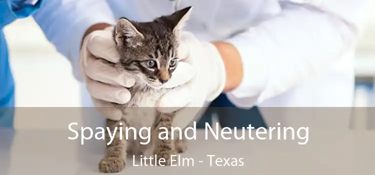 Spaying and Neutering Little Elm - Texas