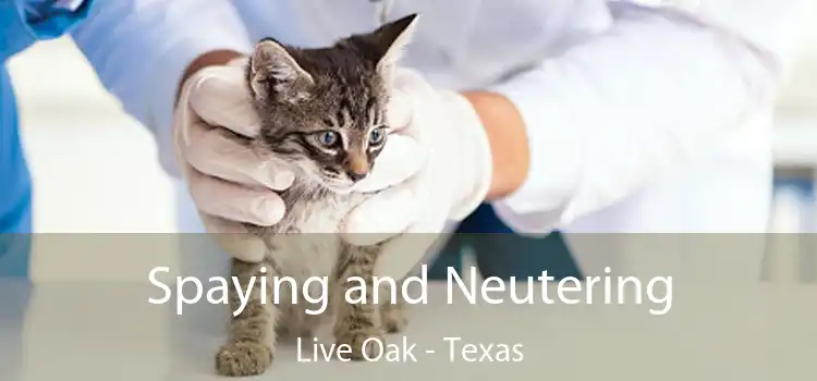 Spaying and Neutering Live Oak - Texas