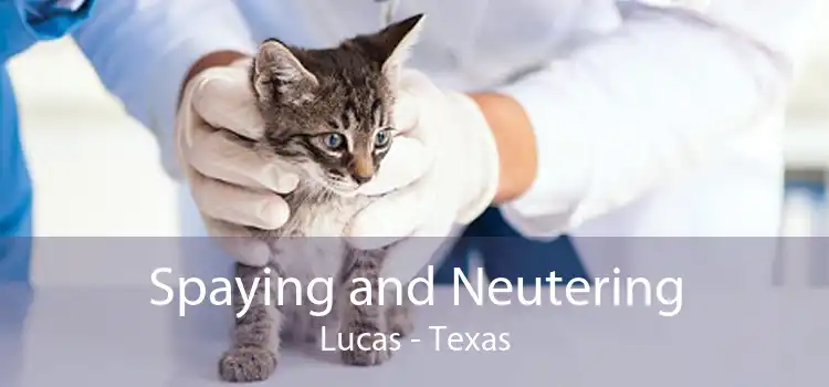 Spaying and Neutering Lucas - Texas