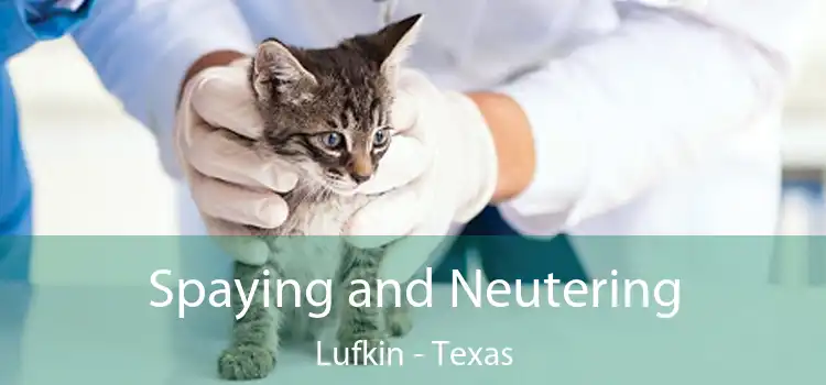 Spaying and Neutering Lufkin - Texas