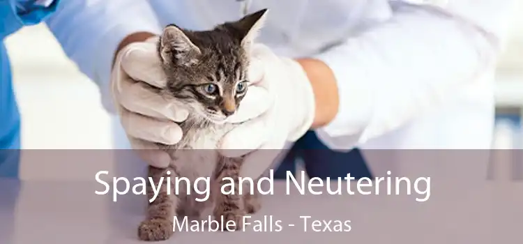 Spaying and Neutering Marble Falls - Texas