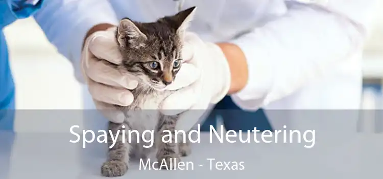 Spaying and Neutering McAllen - Texas