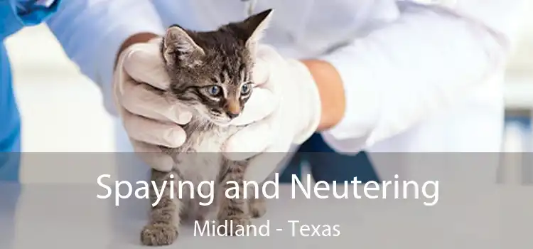 Spaying and Neutering Midland - Texas