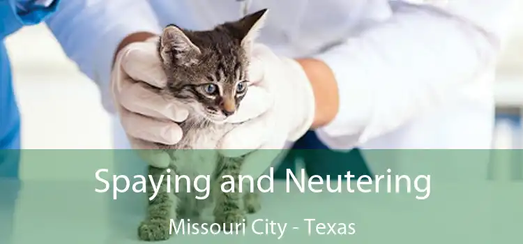 Spaying and Neutering Missouri City - Texas