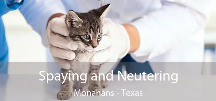 Spaying and Neutering Monahans - Texas