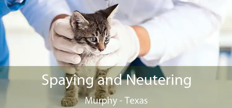Spaying and Neutering Murphy - Texas